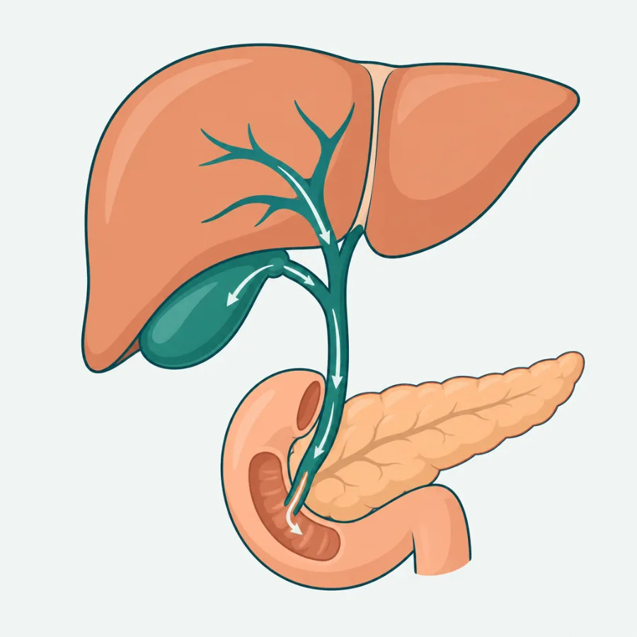 Esquema do fígado, da vesícula biliar e do intestino mostrando o caminho da bile